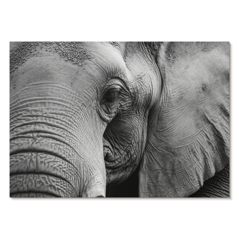 Obraz Plakat Canvas Tulup 42x29,7 cm (A3) Słoń detal Do salonu, biura, sypialni 1 szt.