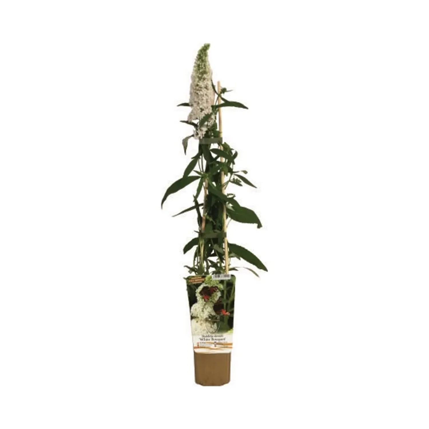 Budleja Dawida (Buddleja davidii)