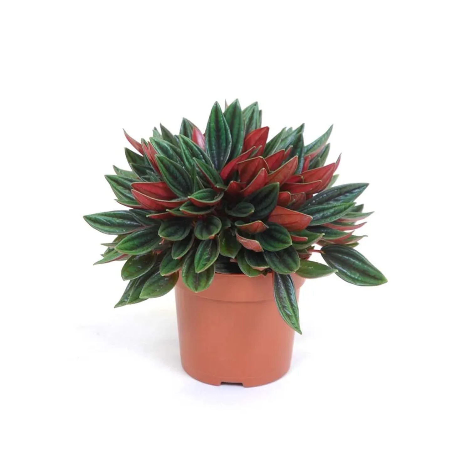 Peperomia Rosso (Peperomia obtusifolia)