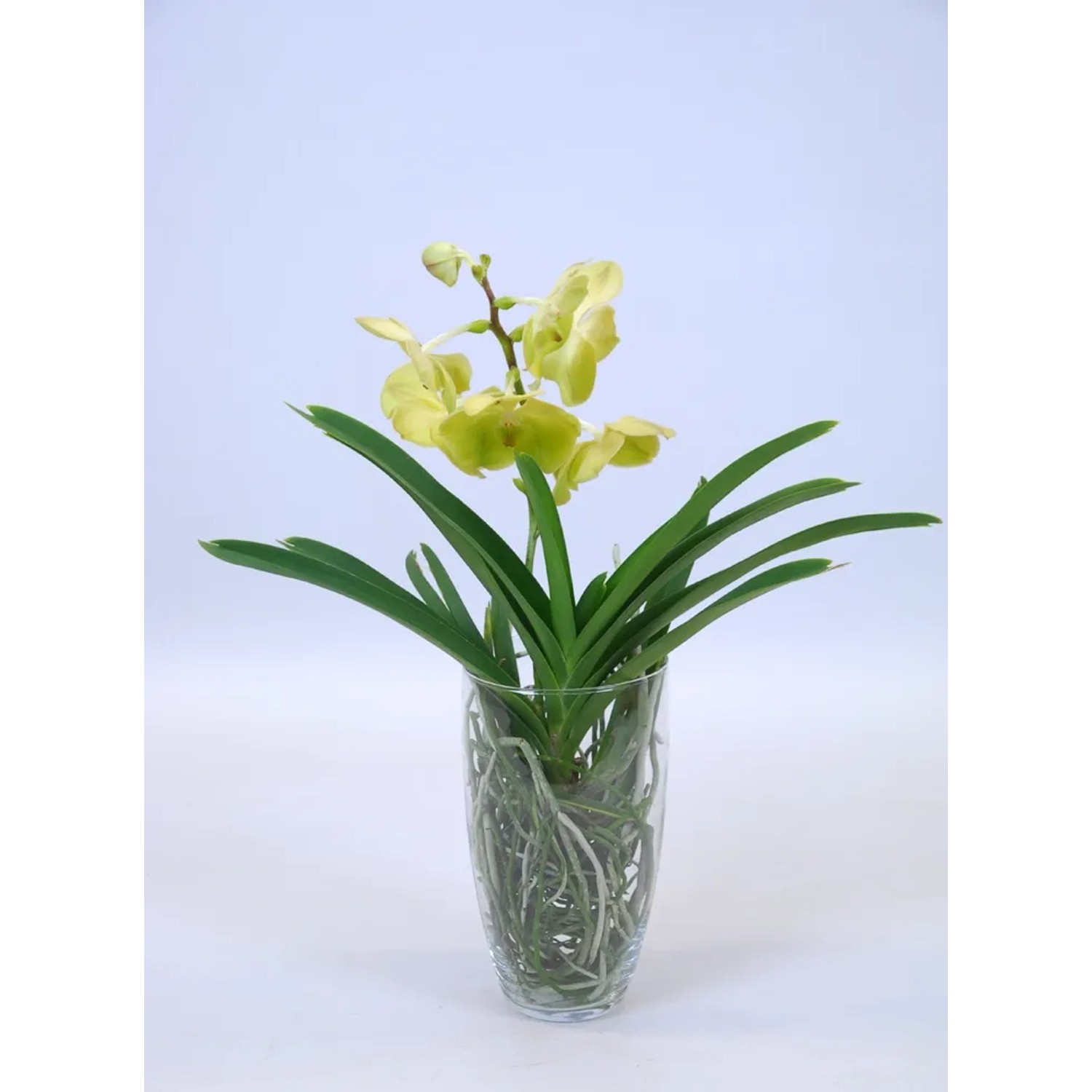 Storczyk Vanda drobnokwiatowa w szkle 50cm 13cm