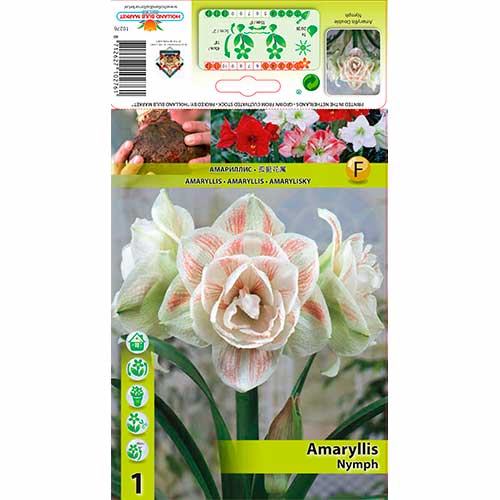 1 db, Szobaliliom (Amaryllis) Nymph - Hagymák: Mod de ambalare: 1 db
