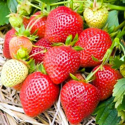 Truskawka Elianny - Sadzonki. Ilość w opakowaniu: 5 sadz - GradinaMax