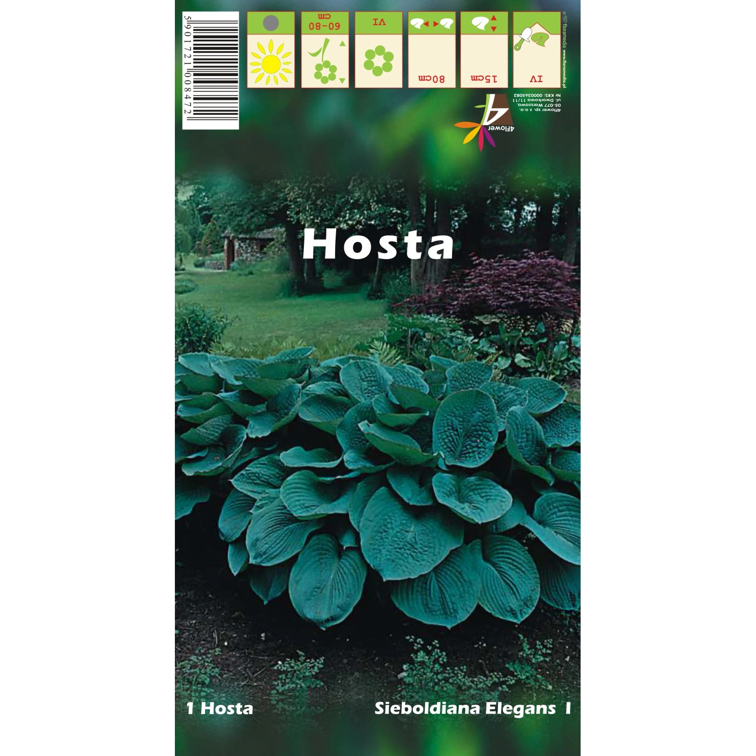 Funkia odm. Sieboldiana Elegans (Hosta sp.)