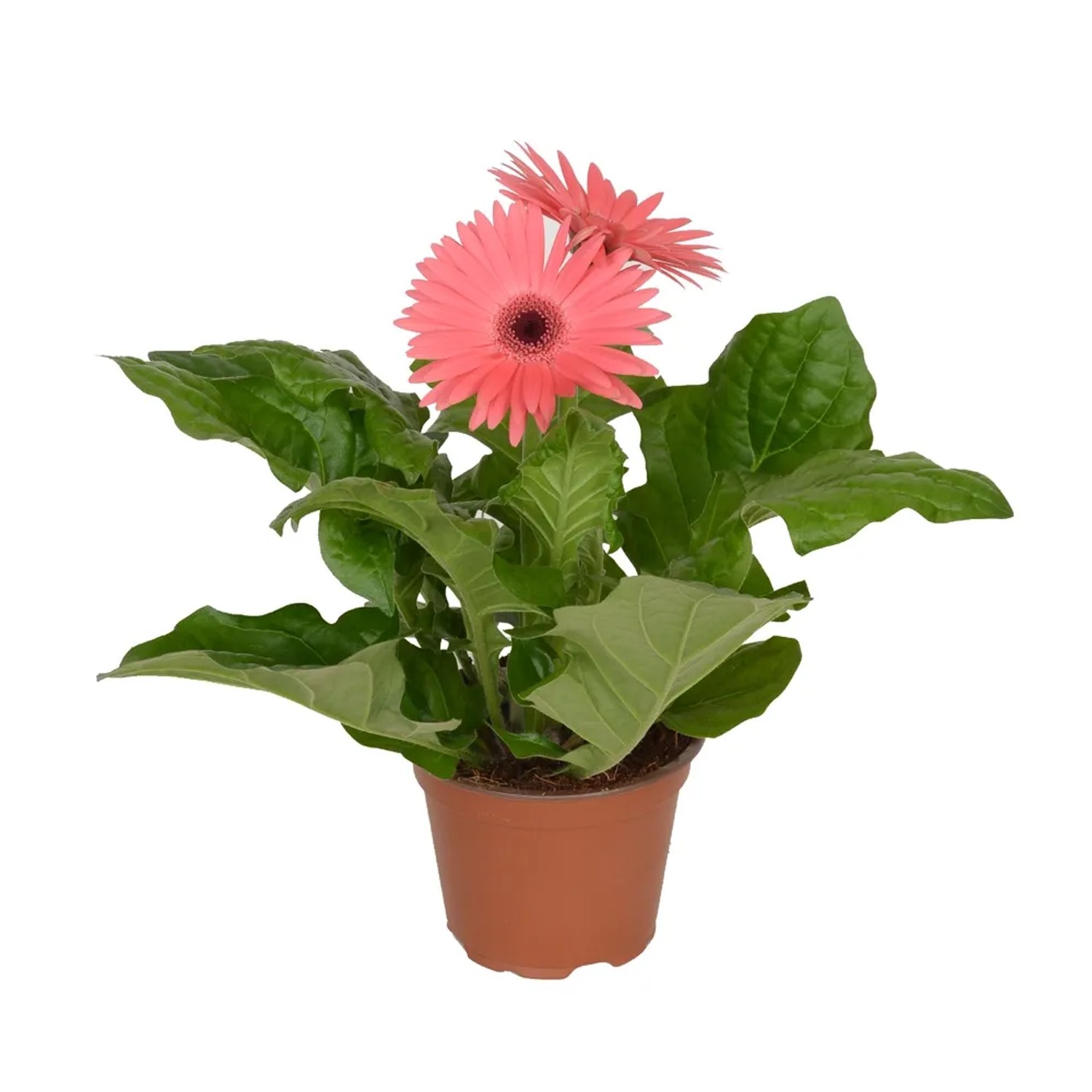 Gerbera 2 kwiaty róż - don. 12 cm