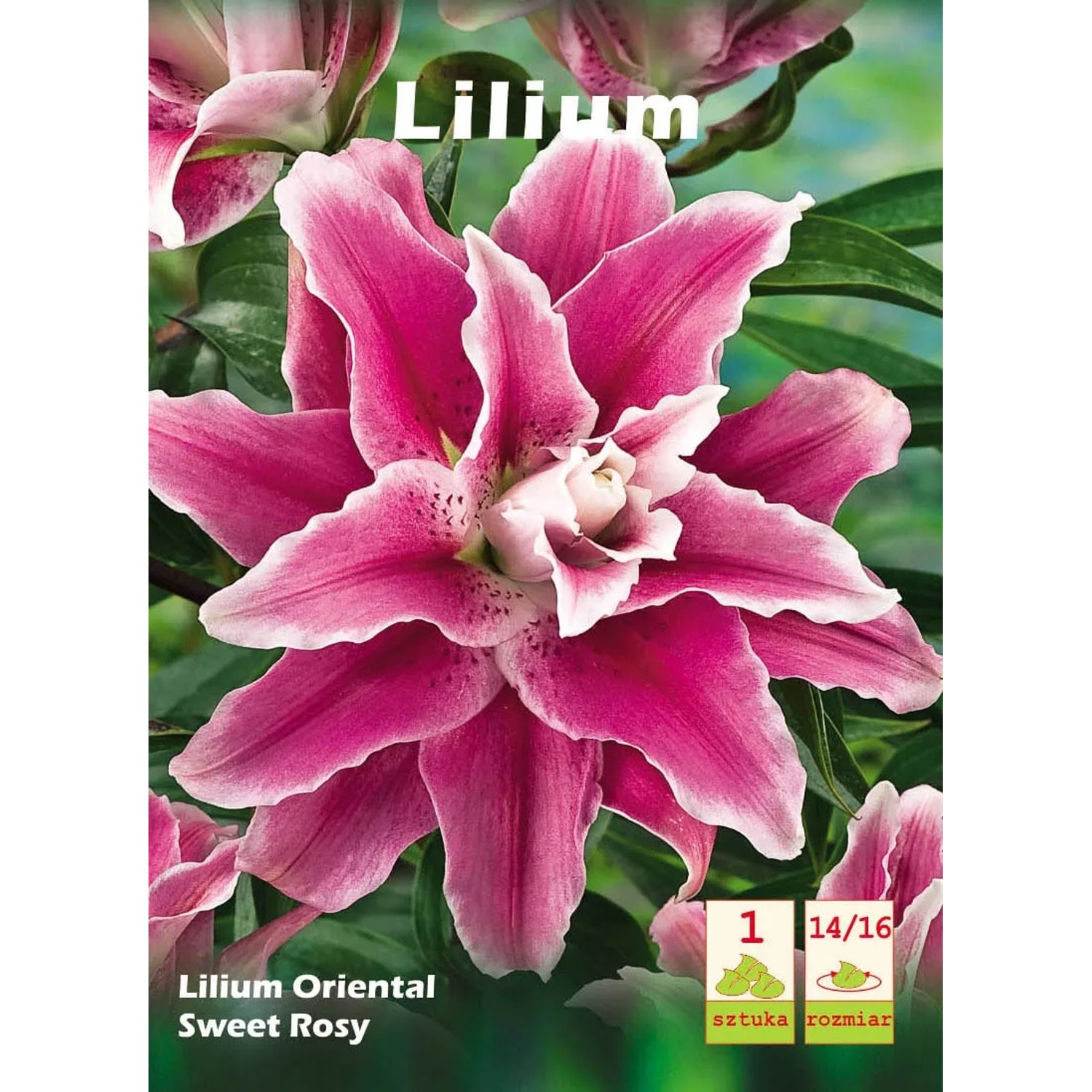 Lilia Sweet Rosy 2szt