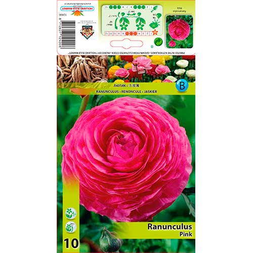 10 buc, Ranunculus Pink - Bulbi: Mod de ambalare: 10 buc