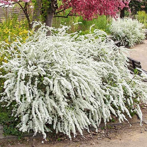 1 Pflanze(n), Weiße Rispenspiere Grefsheim, P9 - Setzlinge: Ilość w opakowaniu: 1 Pflanze(n)