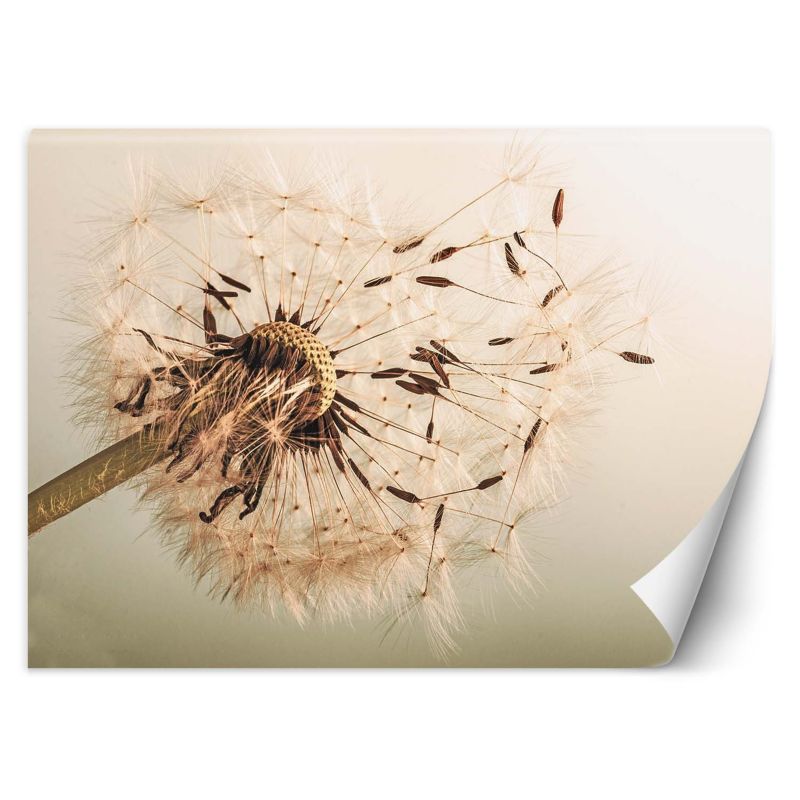 Fototapeta Feeby Dmuchawiec makro 100x70 1 szt