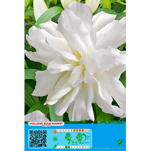 1 szt, Lilia orientalna Lotus Ice - Cebule: Ilość w opakowaniu: 1 szt.
