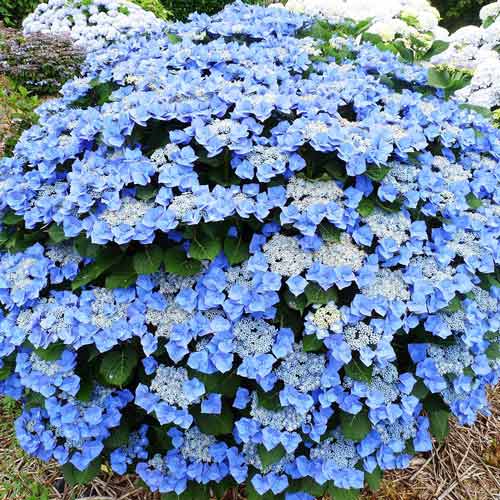 1 szt, Hortensja ogrodowa Blaumeise - Sadzonki: Ilość w opakowaniu: 1 sadz