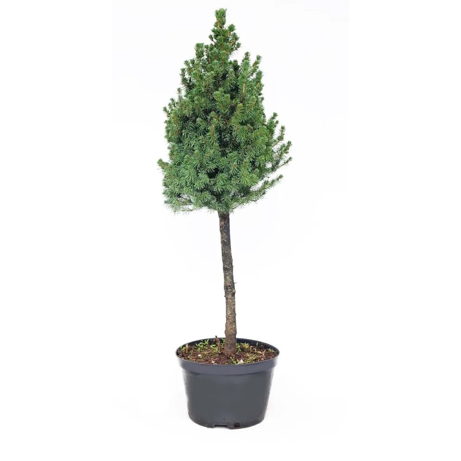 Świerk (Conicana pniu) don. 5 l