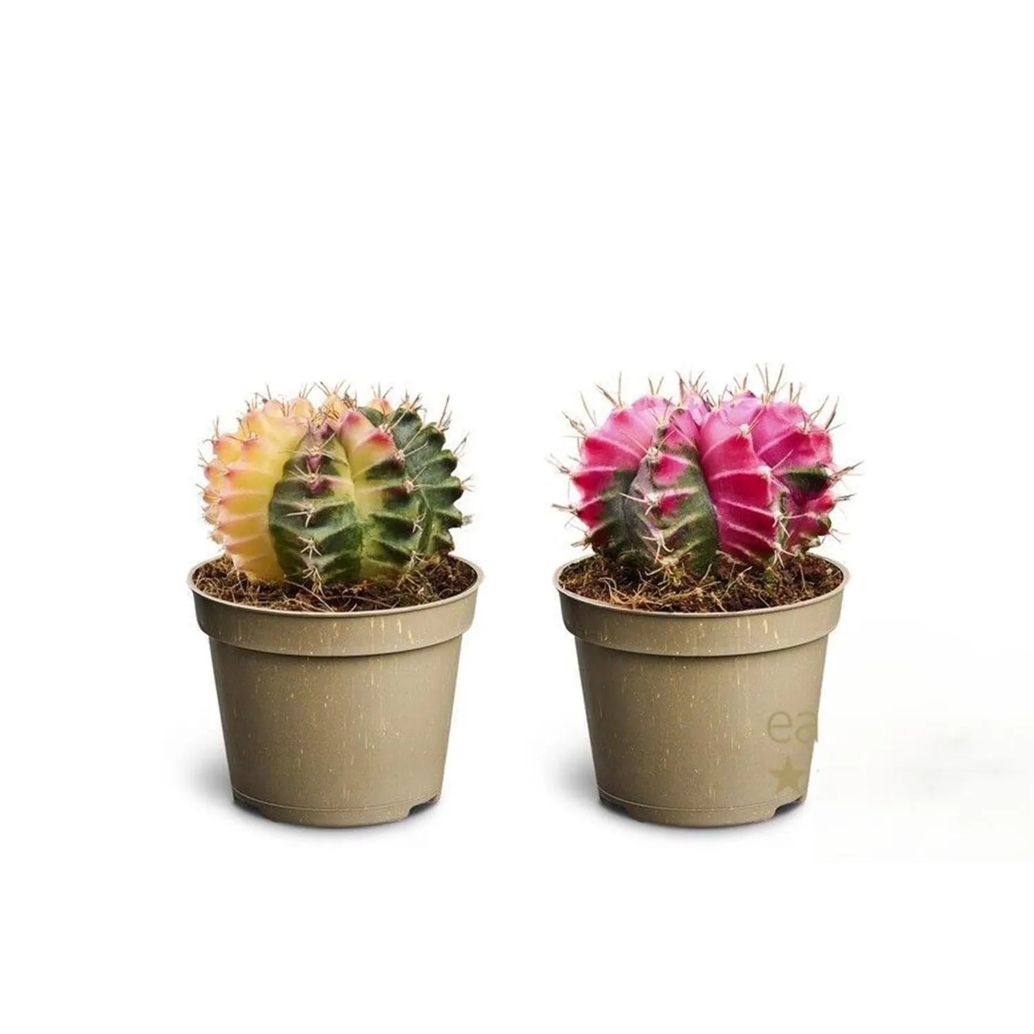 Kaktus (Gymnocalycium Glow) don. 6 cm