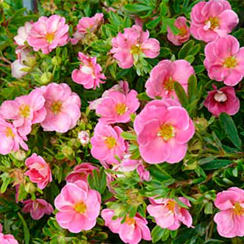 1 buc, Potentilla fruticosa Princess - Puieți: Mod de ambalare: 1 buc