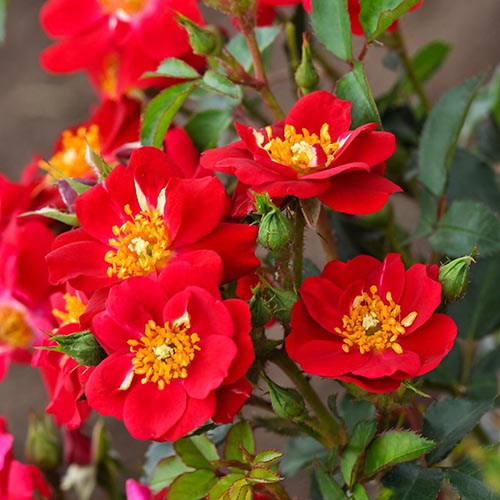 1 saz, Růže floribunda Mella Amulet - : Monžstvo balíkov: 1 saz
