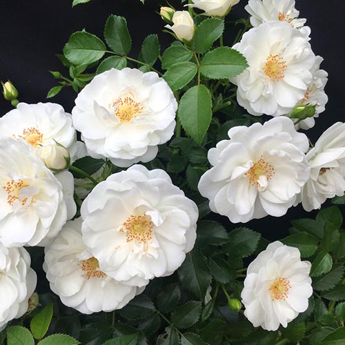 1 db, Rózsák floribunda Milly Winter Jewel - Palánták: Mod de ambalare: 1 db