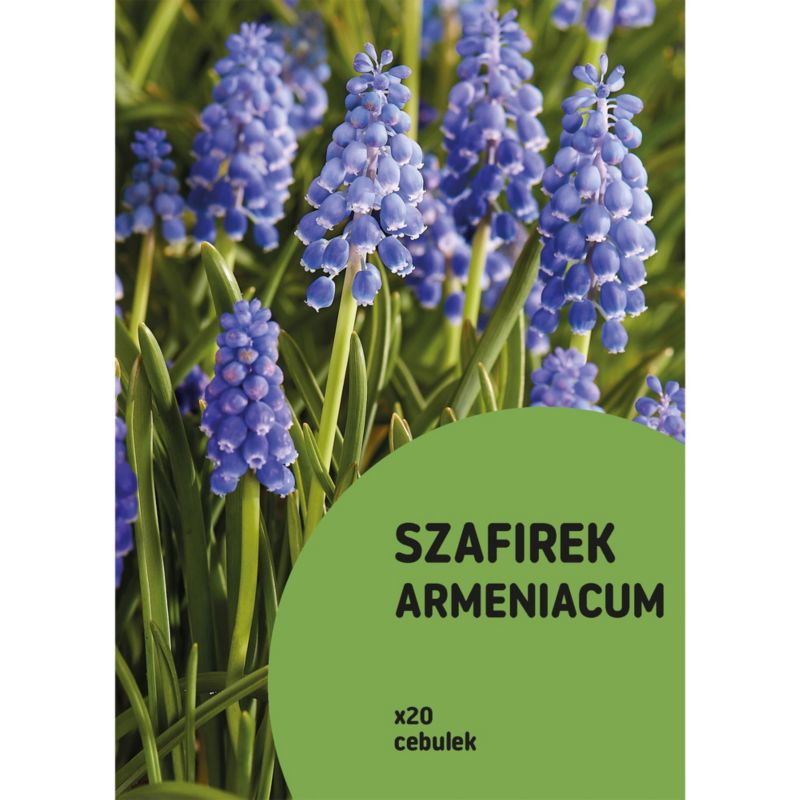 Szafirek armeński Grape 20 szt.