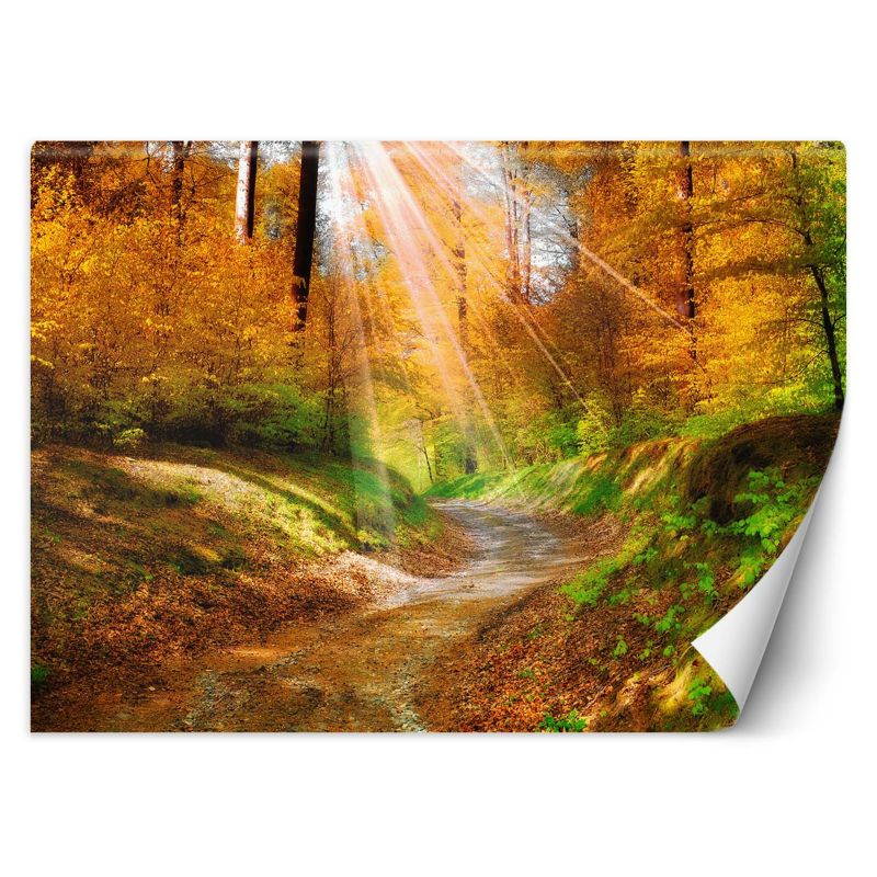 Fototapeta Feeby Ścieżka w lesie 450x315 1 szt