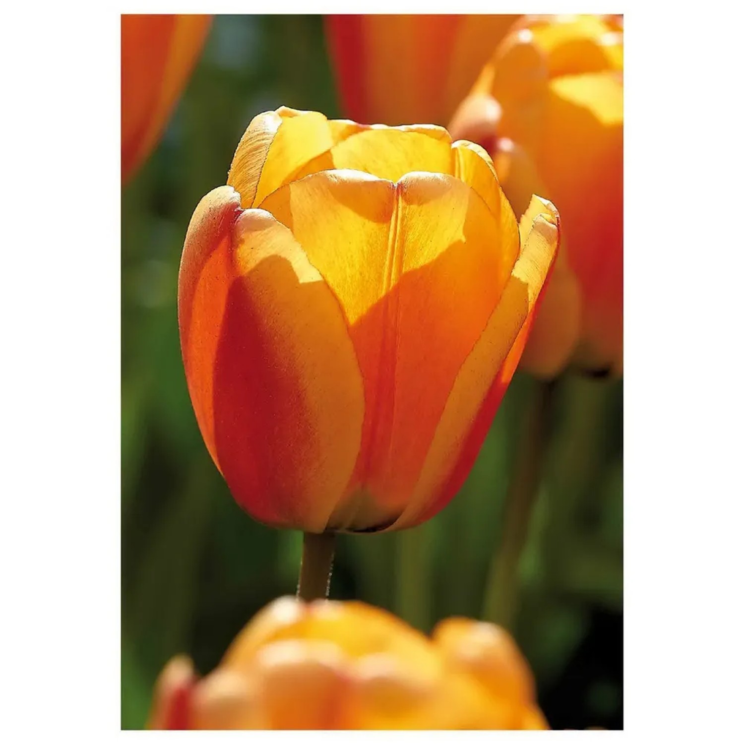 Tulipan Darwin Apeldoorn's Elite 7 szt. pomarańczowy