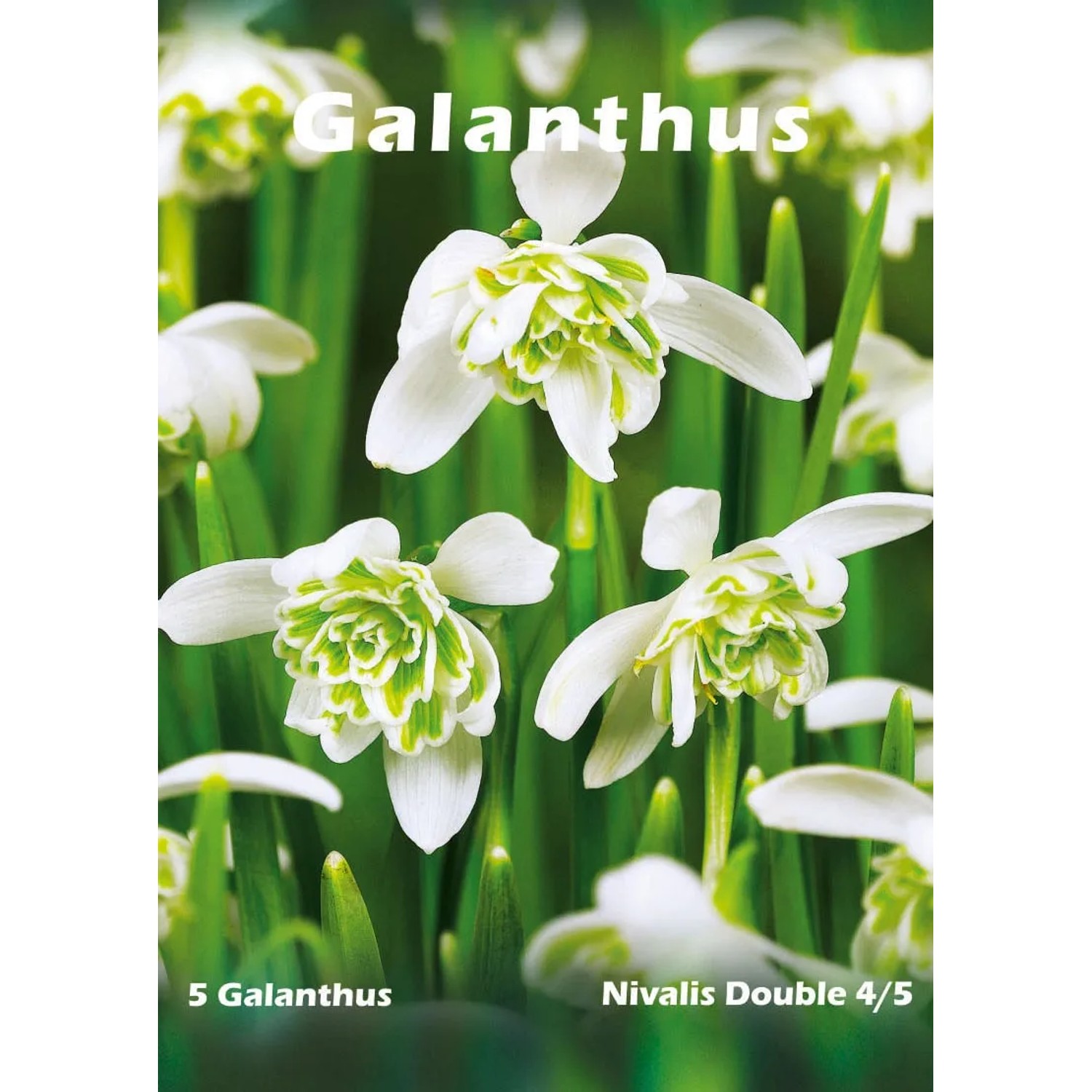 Przebiśnieg odm. Double (Galanthus nivalis)