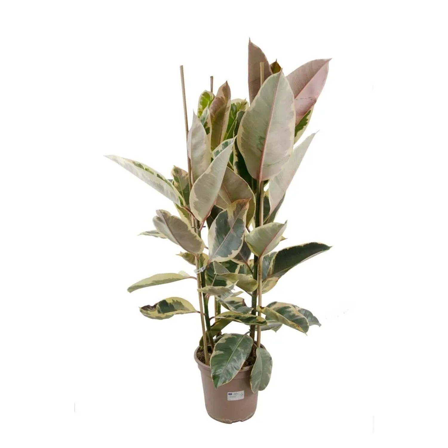 Fikus (Ficus Elastica Tinake) - wys. 120 cm, don. 24 cm