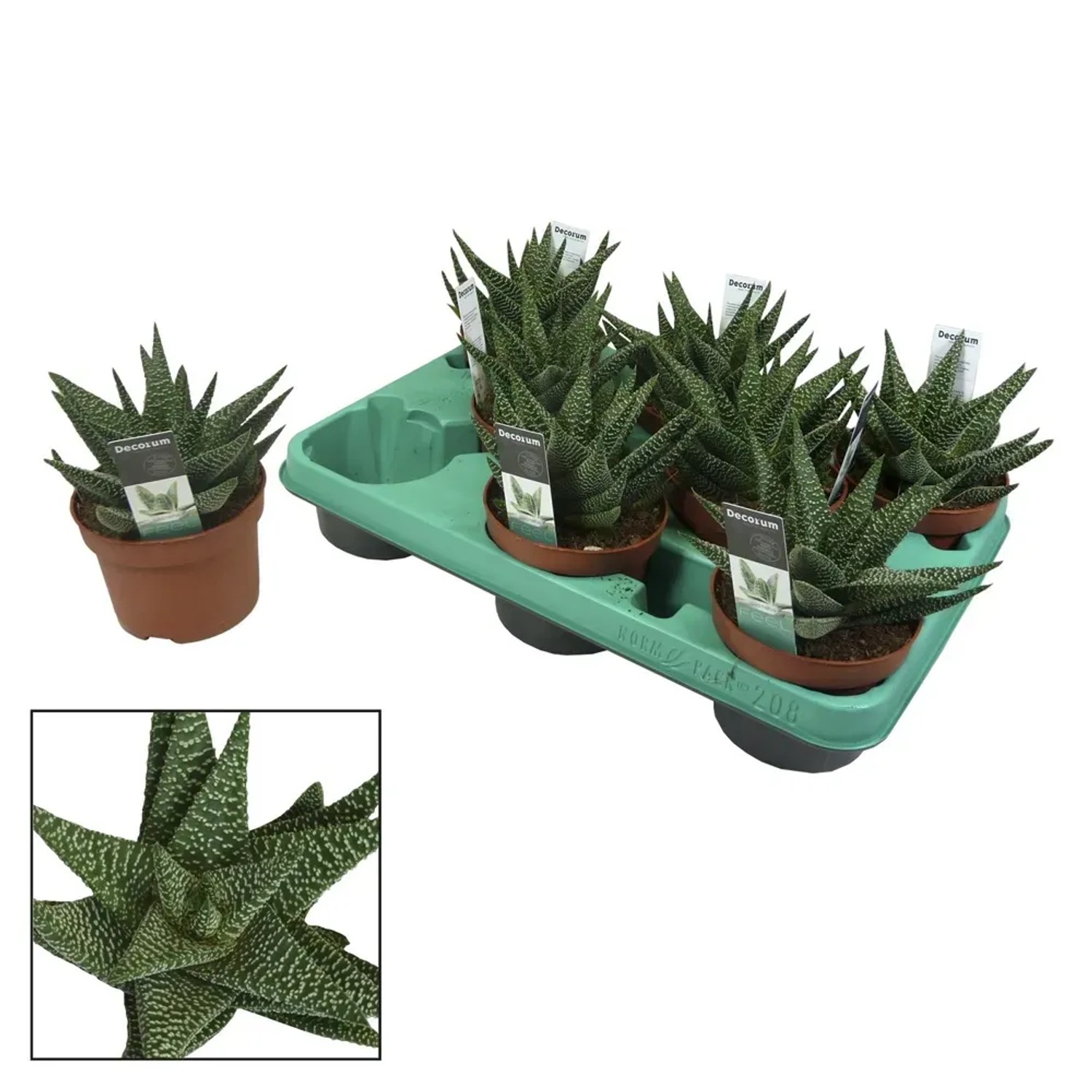 Gasteria Royal Highness wys. 18-22cm
