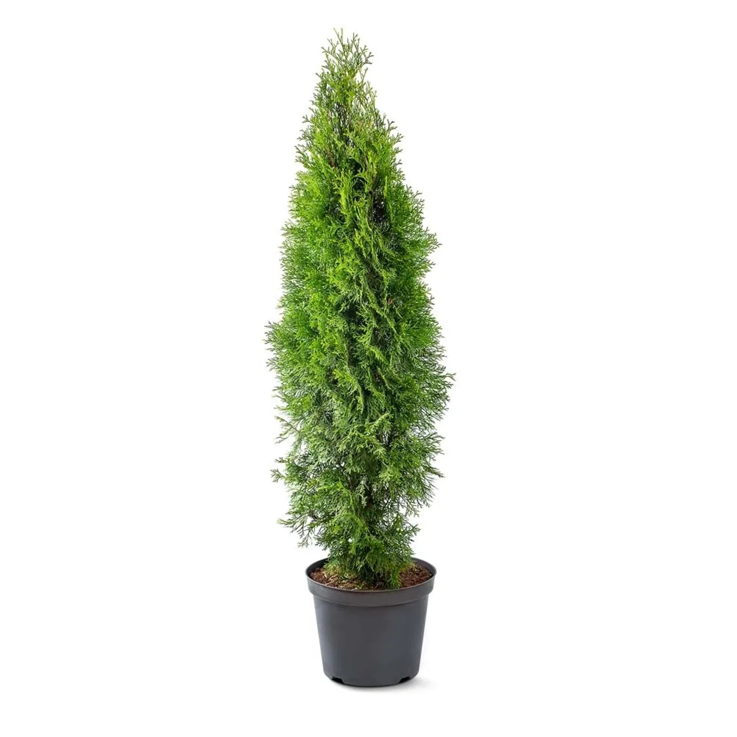 Tuja (Thuja) Szmaragd - wys. około 130 cm, don. 7,5 l
