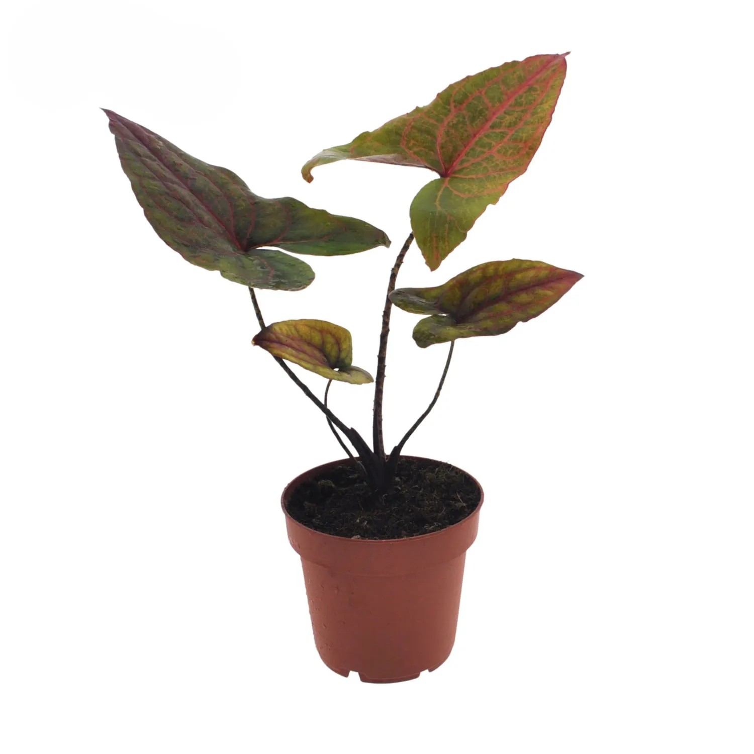 Alokazja Black Jack (Cyrtosperma Johnstonii) don. 12 cm