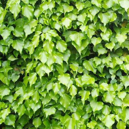 1 buc, Iederă Green Ripple - Răsaduri: Mod de ambalare: 1 buc
