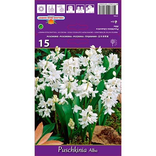 15 kus, Puškinie Libanotica Alba - : Monžstvo balíkov: 15 kus