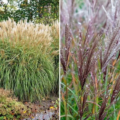 Miscanthus, Sada 2 odrôd - : Monžstvo balíkov: 2 sad
