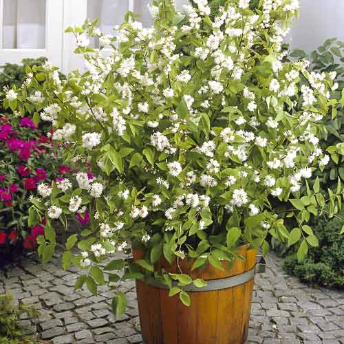Azevém híbrido Pride of Rochester - Plântulas: Ilość w opakowaniu: 1 plant