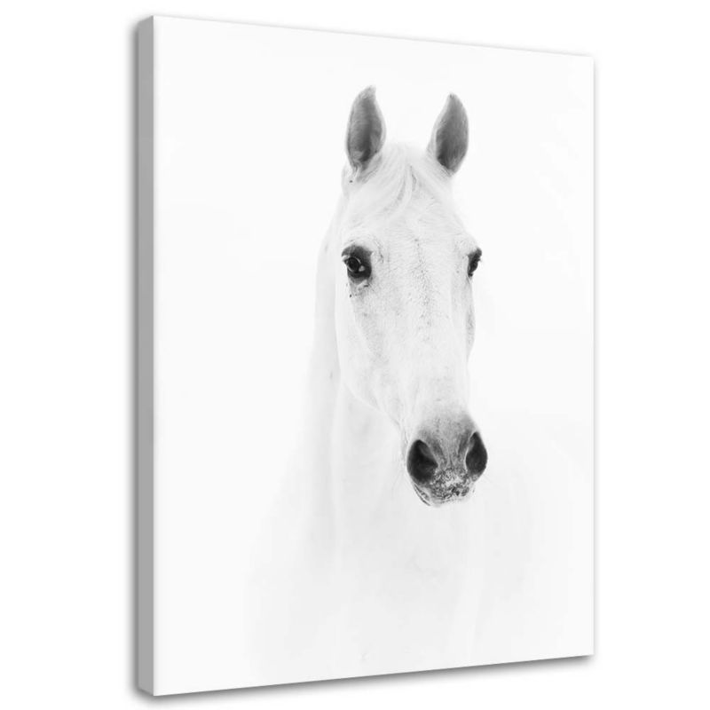 Obraz na płótnie Feeby Siwy koń 20x30cm 1szt