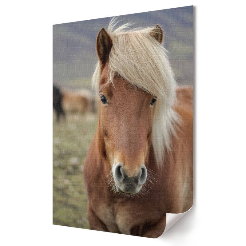 Plakat Wallfluent Format A3 Kuc islandzki Artysta SoliN 1 szt.