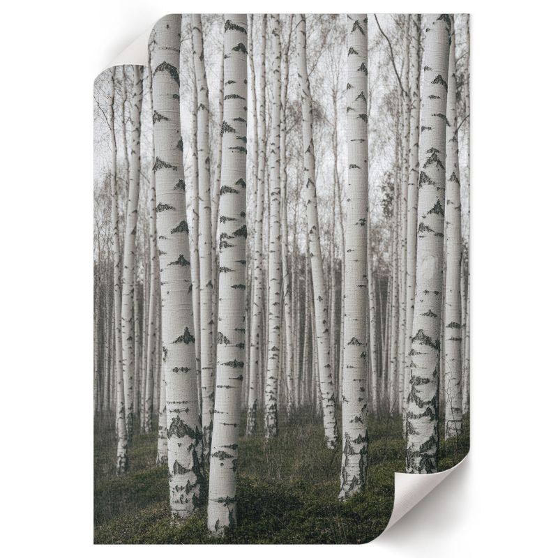 Wydruk Na Płótnie ArtPrintCave 59,5x84 cm Brzozy i spokój Max 1 szt.