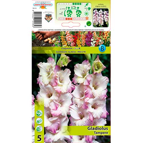1 szt, Gladiola (Mieczyk) Tampere - Cebule: Ilość w opakowaniu: 5 szt.