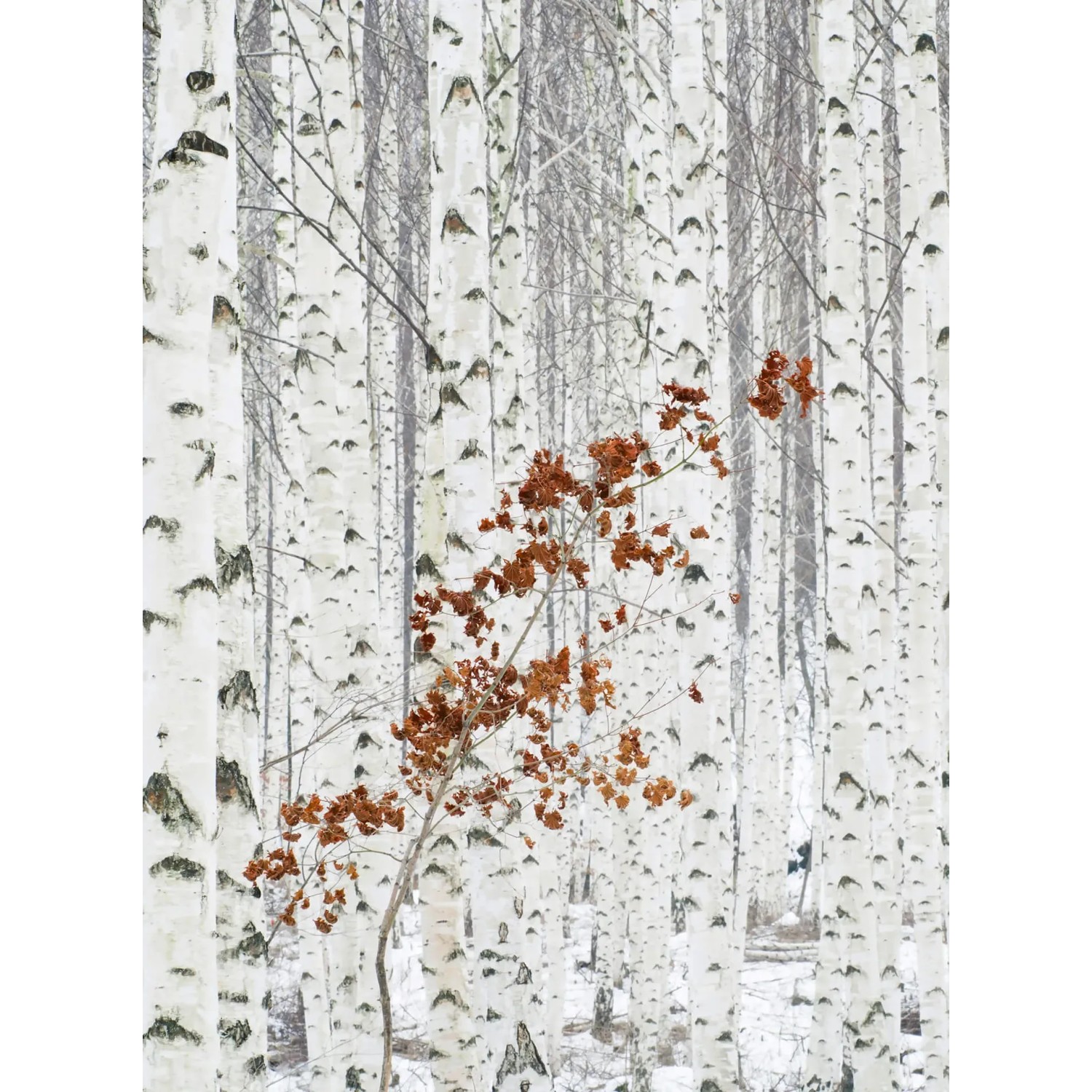 Fototapeta White Birch Forest 192x260 cm