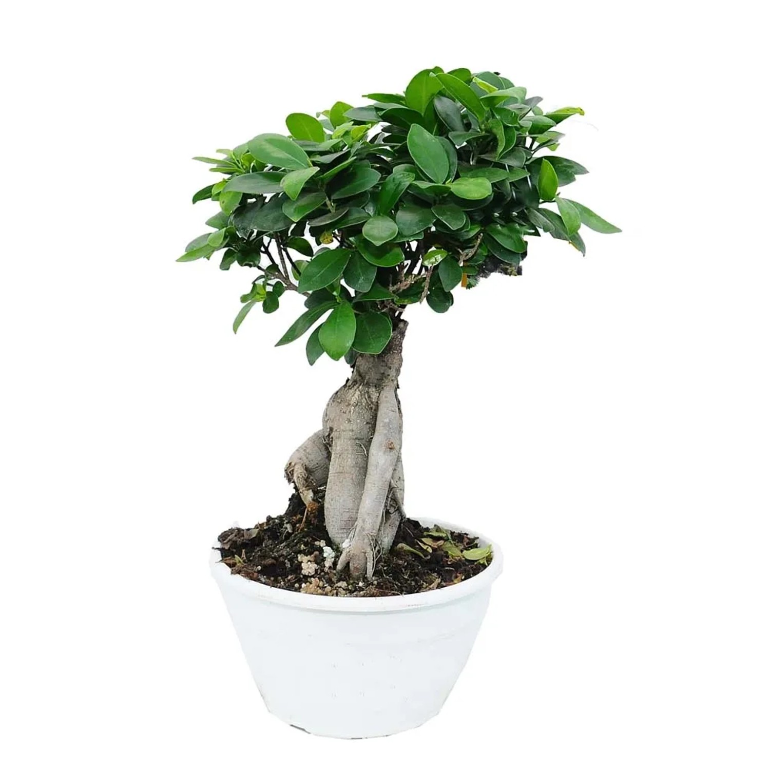 Fikus (Ficus Microcarpa) - don. 20 cm
