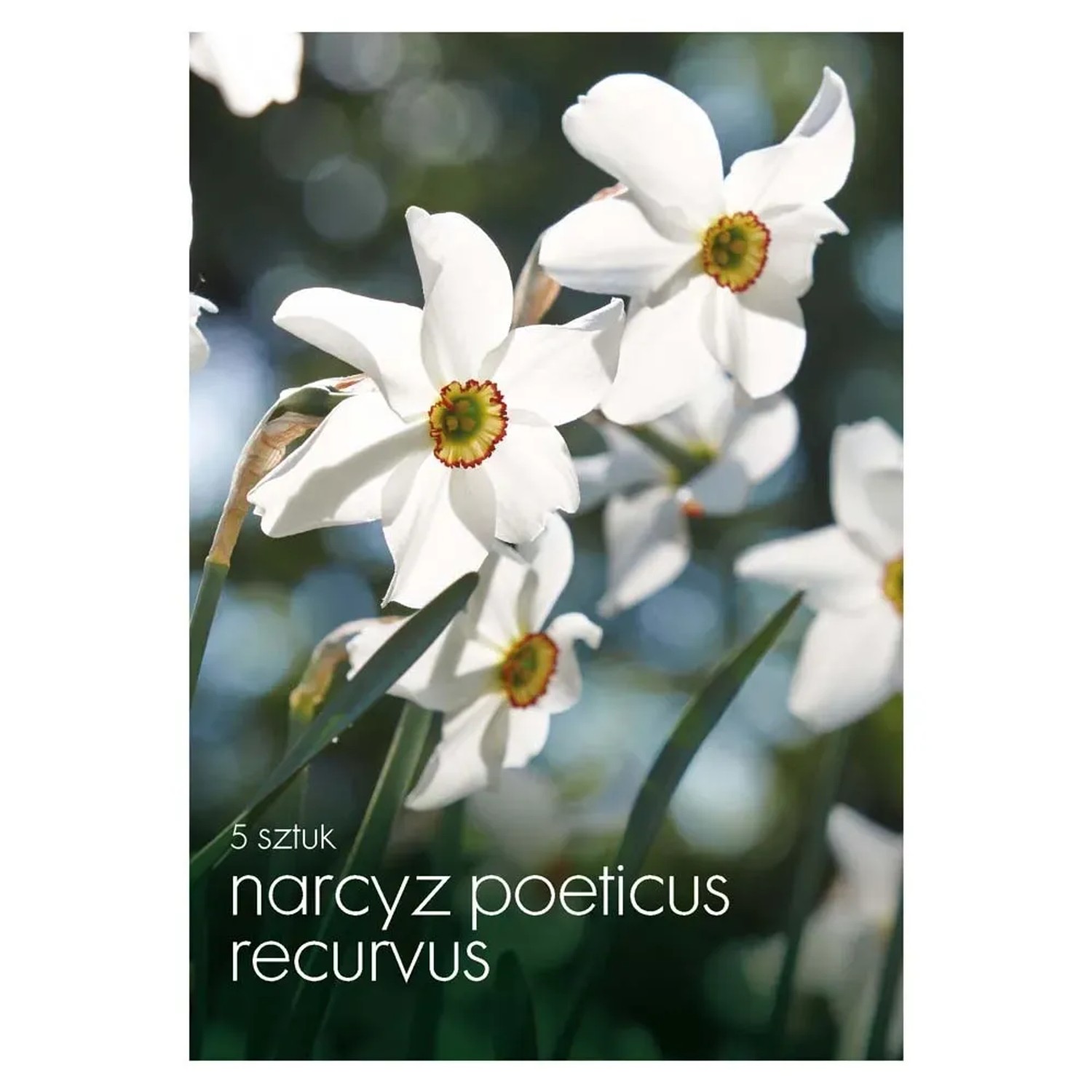 Narcyz (Recurvus) - 5 szt.