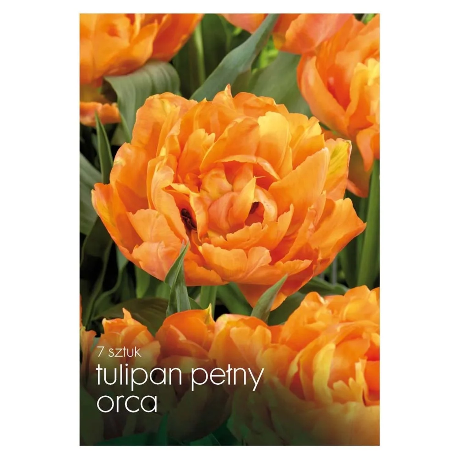Tulipan pełny (Orca) - 7 szt.