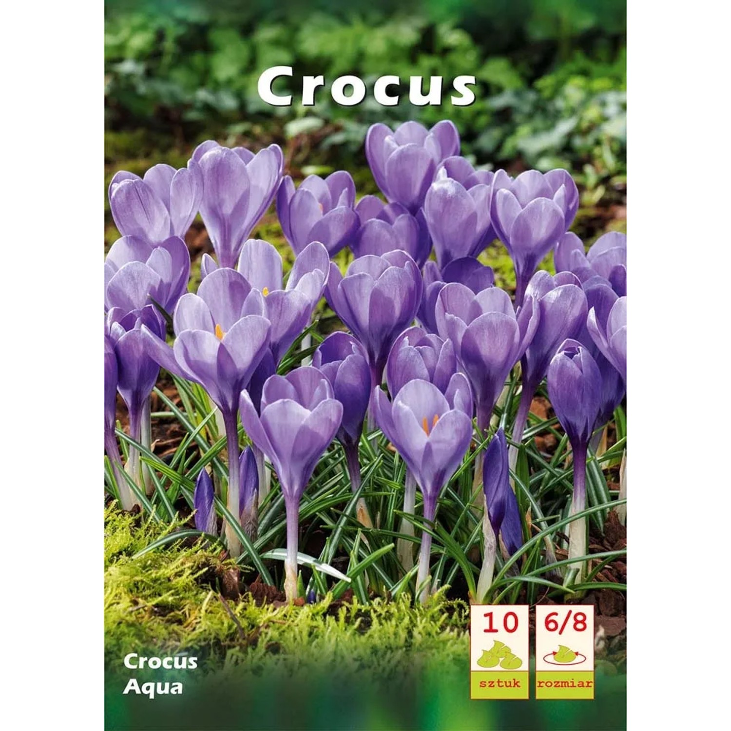 Krokus (Crocus) Aqua - 10 szt.
