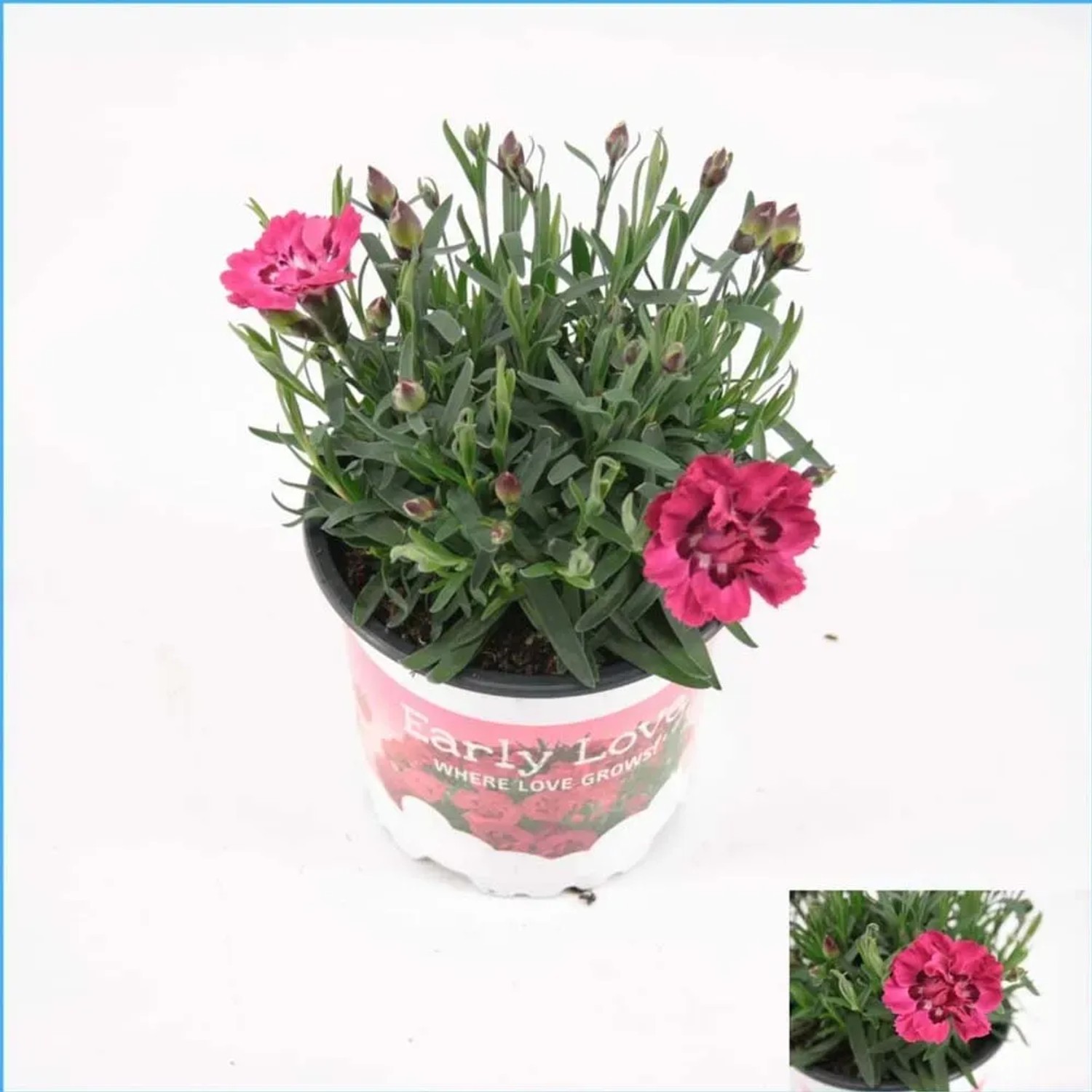 Goździk (Dianthus Early Love) - don. 10,5 cm