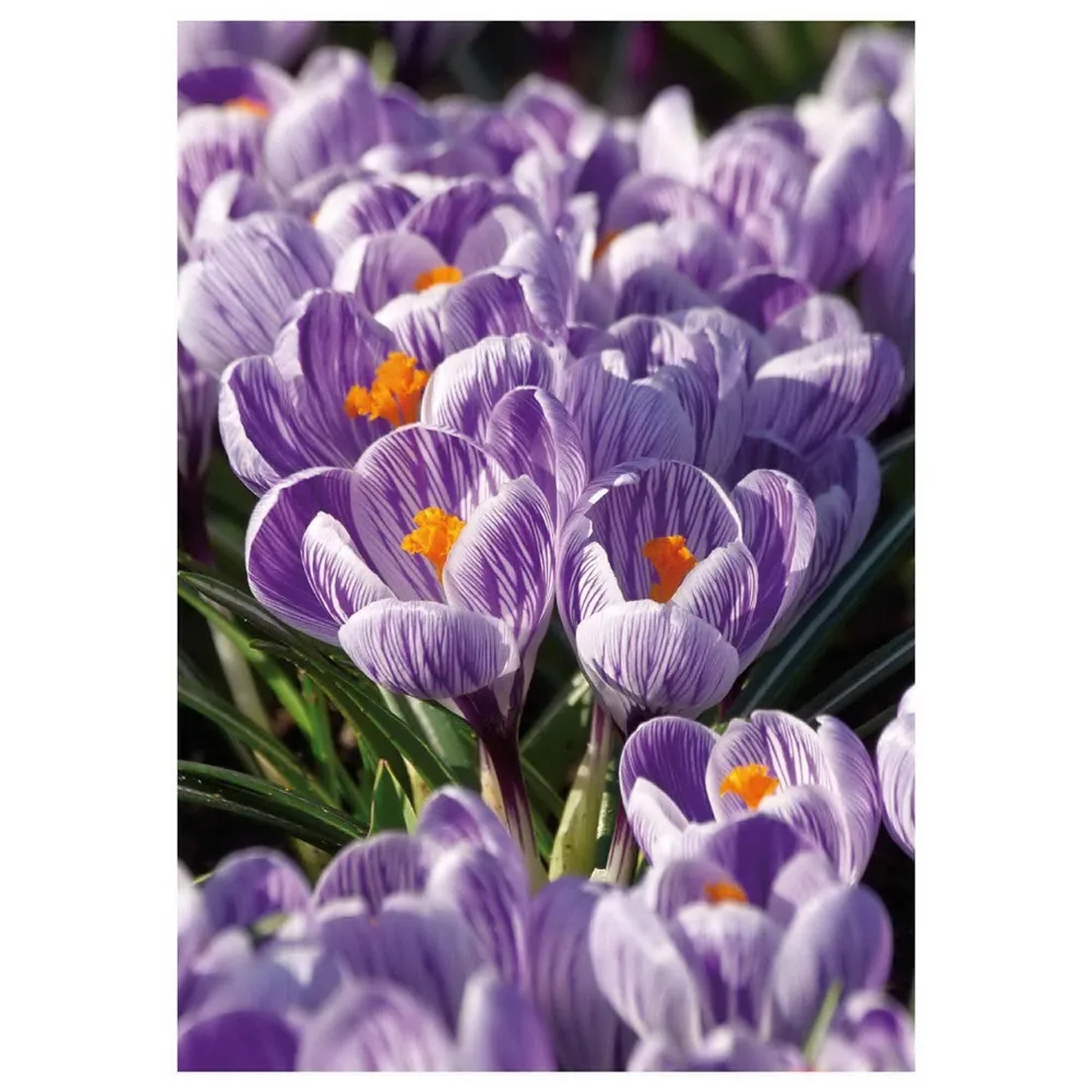 Krokus Vernus Pickwick 8 szt. fioletowo-biały
