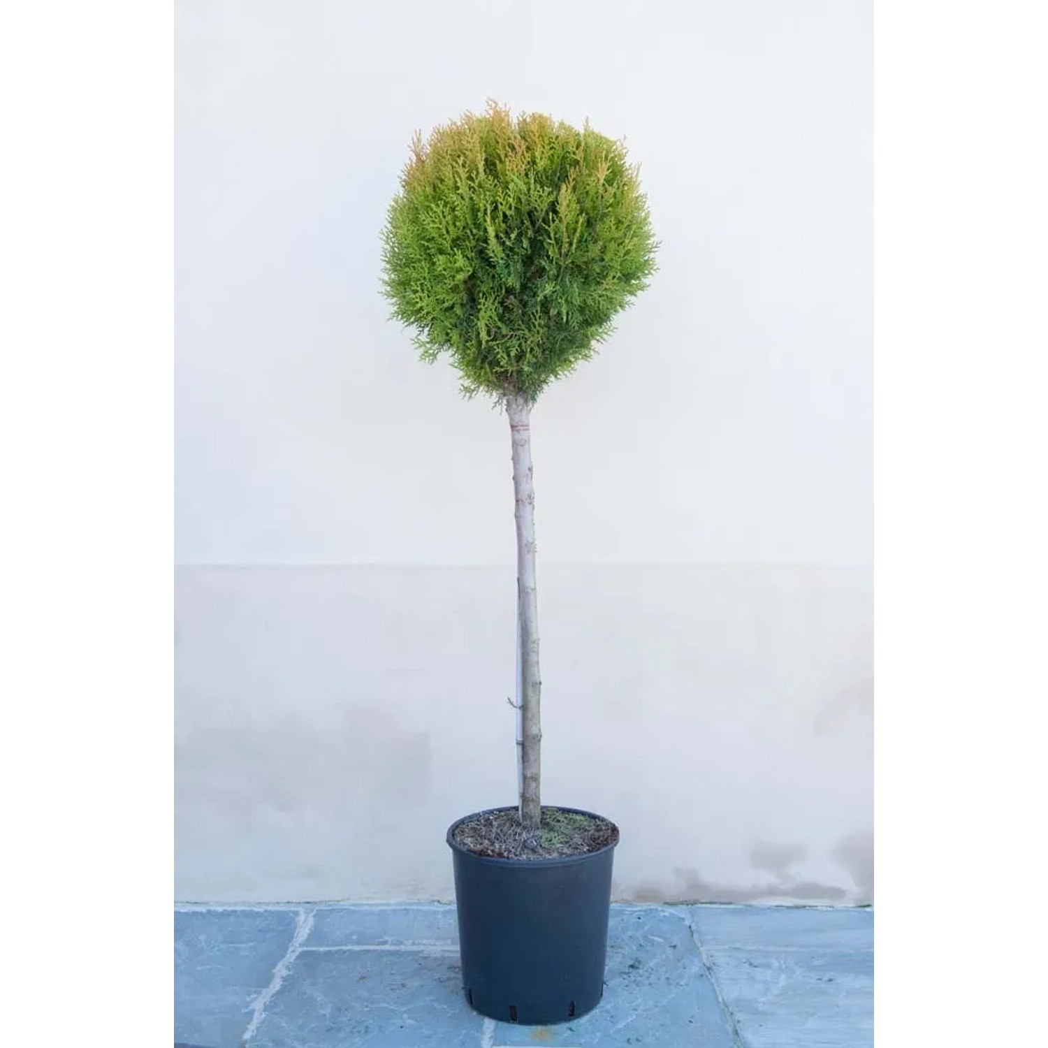 Biota wschodnia (Aurea Nana) - don. 18 l
