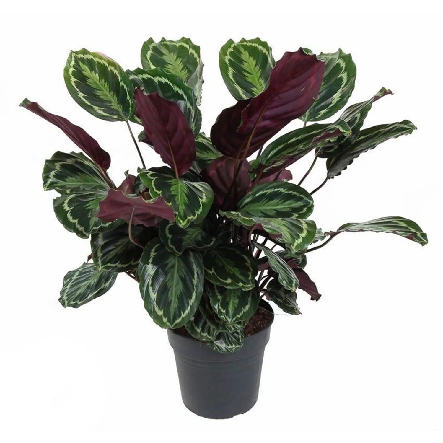 Kalatea "Medallion" (Calathea veitchiana "Medallion") don. 27 cm