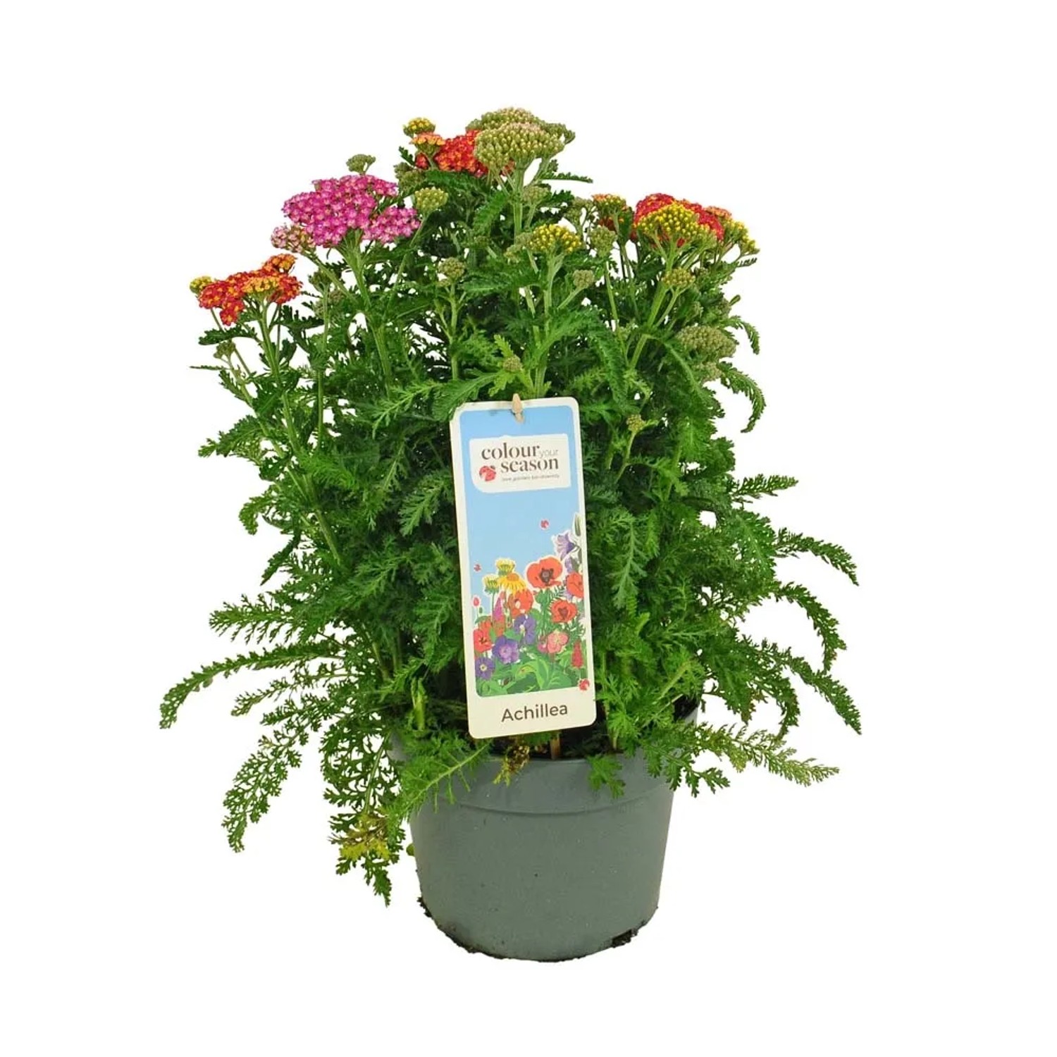 Krwawnik (Achillea millefolium Milly Rock) don. 19 cm