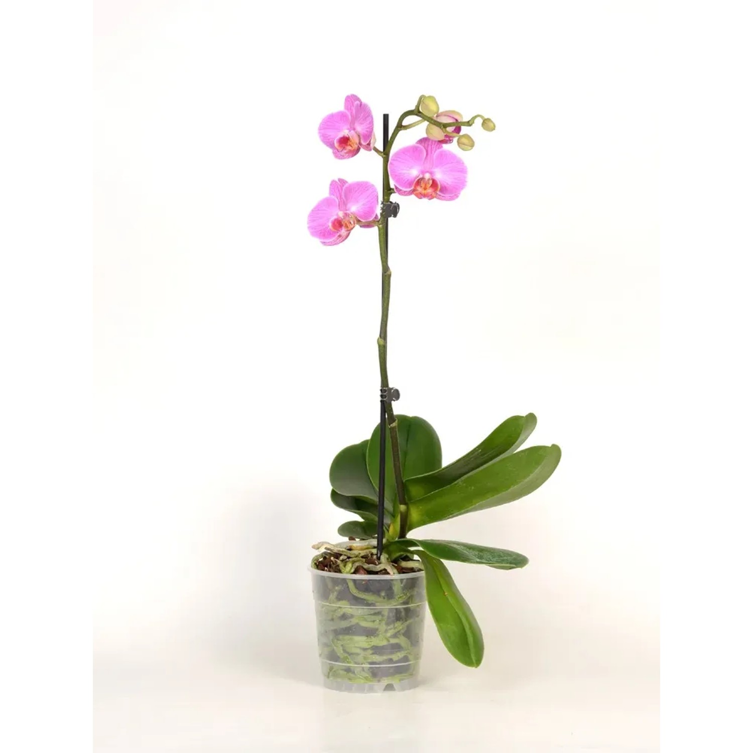 Falenopsis - Ćmówka - Storczyk (Phalaenopsis sp.) 3-5kwiatów wys. 45-50cm don. 1