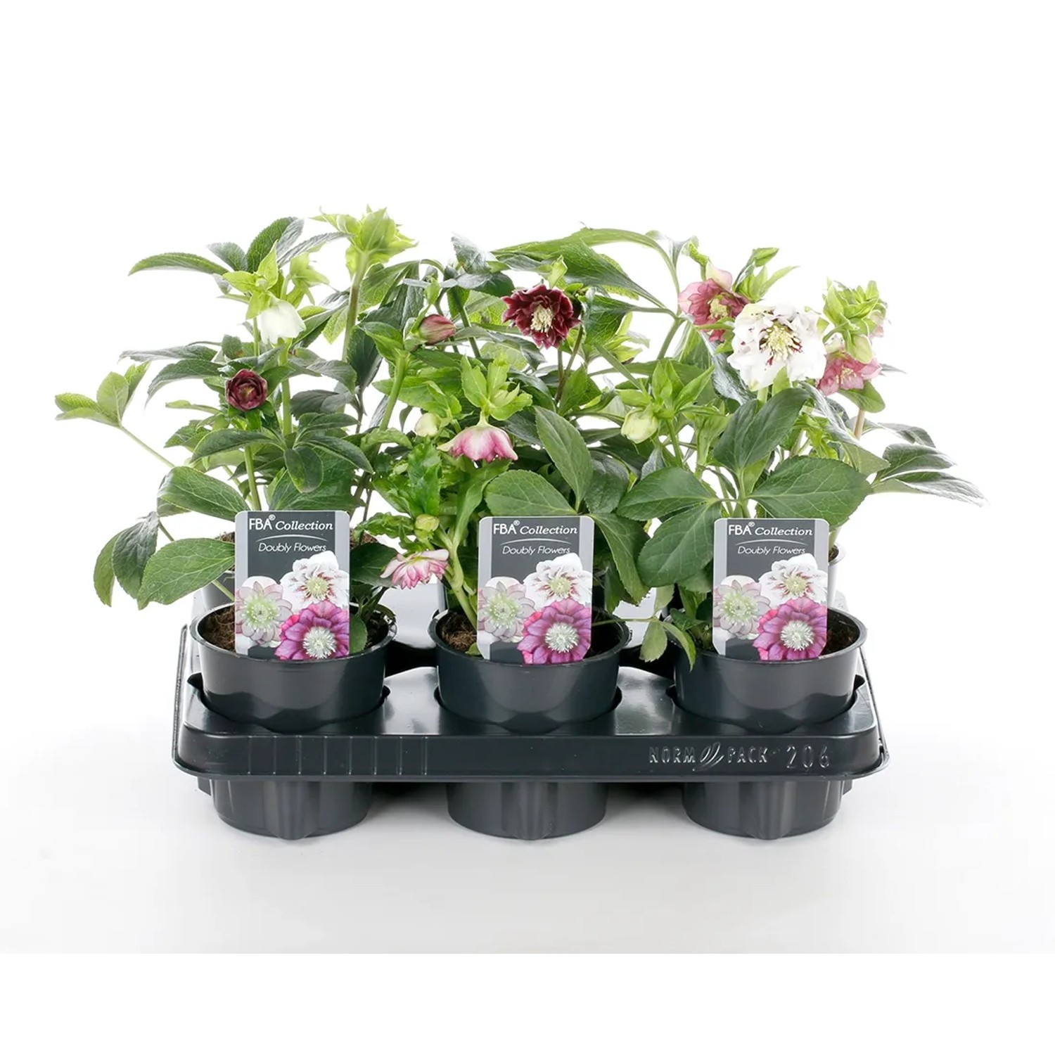 Ciemiernik wschodni (Double Flowers) - don. 12 cm