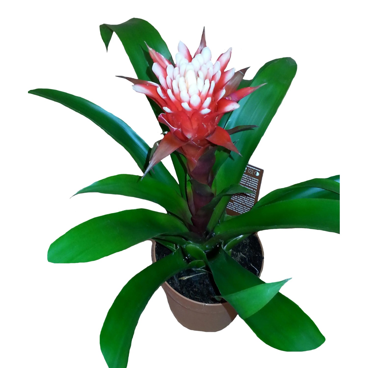 Guzmania odm. El Cope (Bromeliaceae) - don. 12 cm