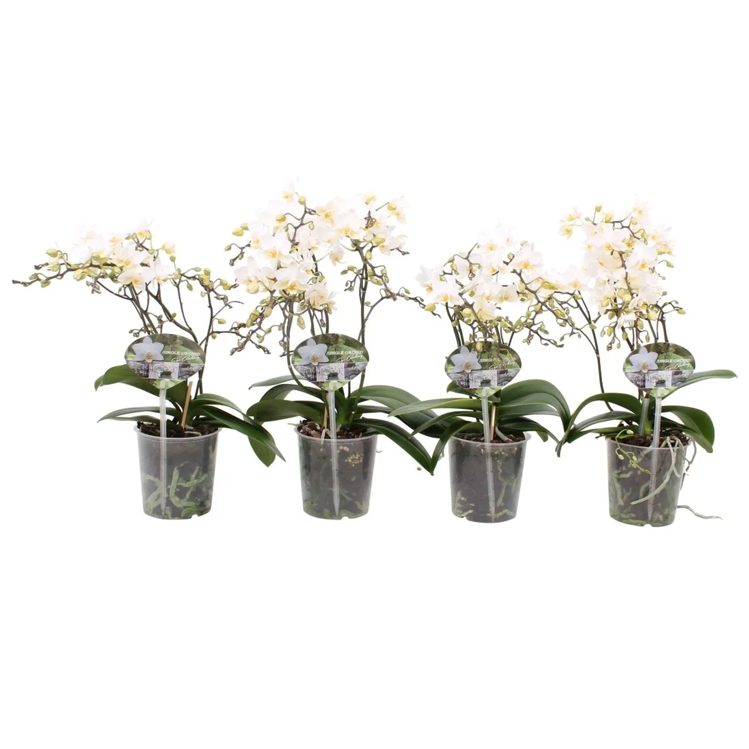 Phalaenopsis Soft 4 pędy wys. 55 cm.