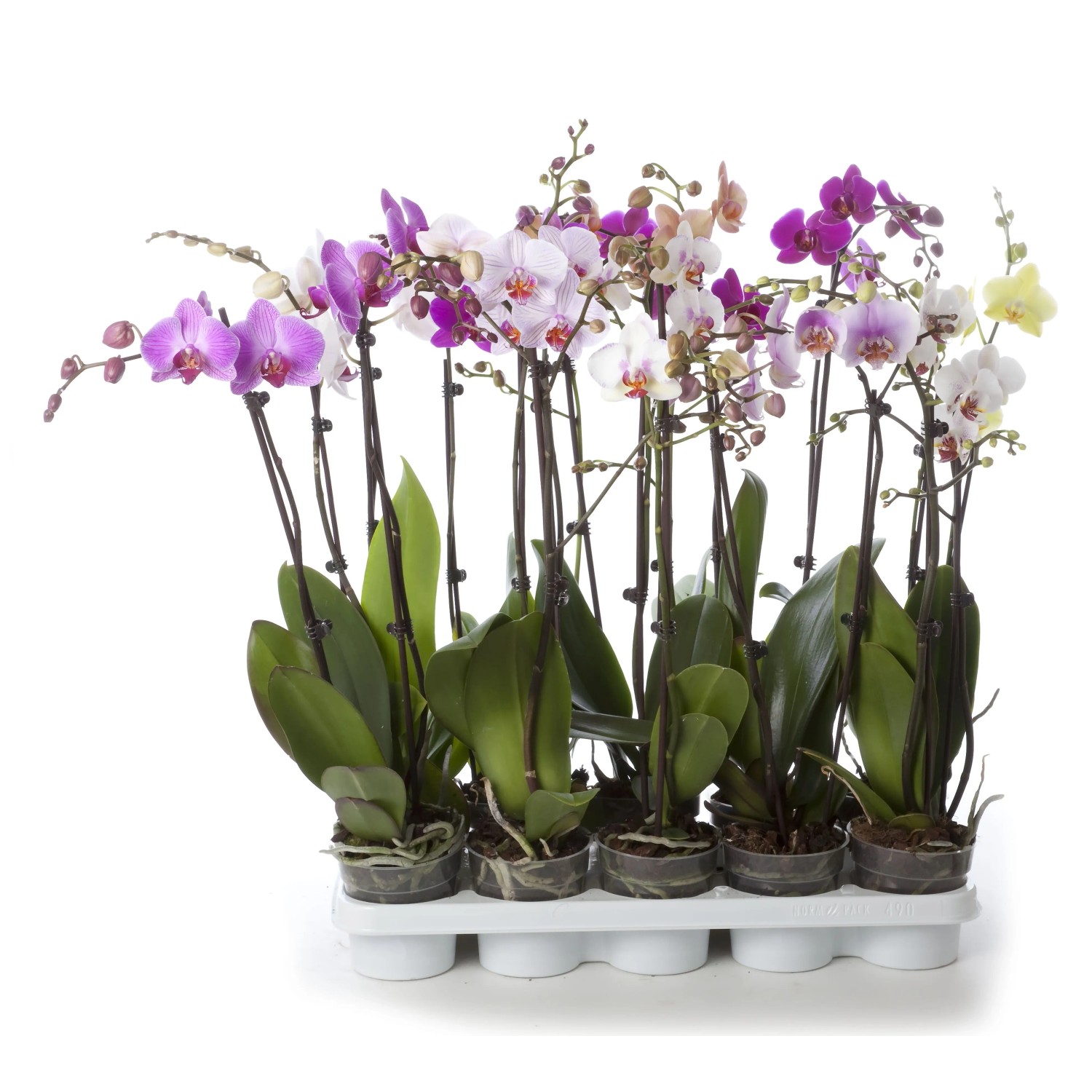 Falenopsis - Ćmówka - Storczyk (Phalaenopsis sp.)